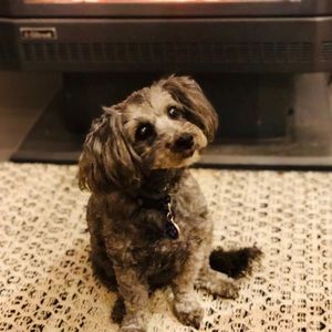 Meet your Posher, Tracey